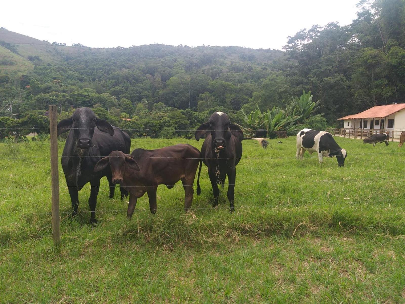Fazenda Piloes Villa เปโตรโปลิส ภายนอก รูปภาพ